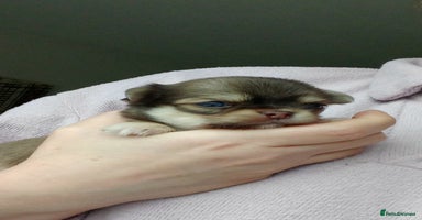 Chihuahua dogs ❤️‍🔥Dna tested parents❤️‍🔥Long-coat 2boys  - Advert 4