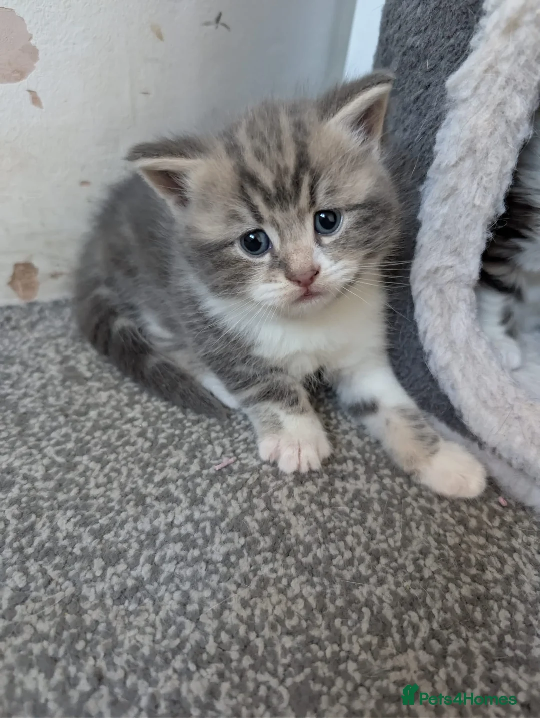 Mixed Breed cats for sale: Beautiful fluffy kittens for sale.  - Advert 2