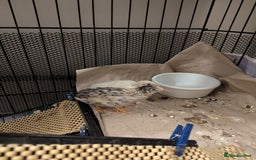 Quail poultry for sale: 7 Chinese Painted Quails (Button Quails) FREE - Image 5