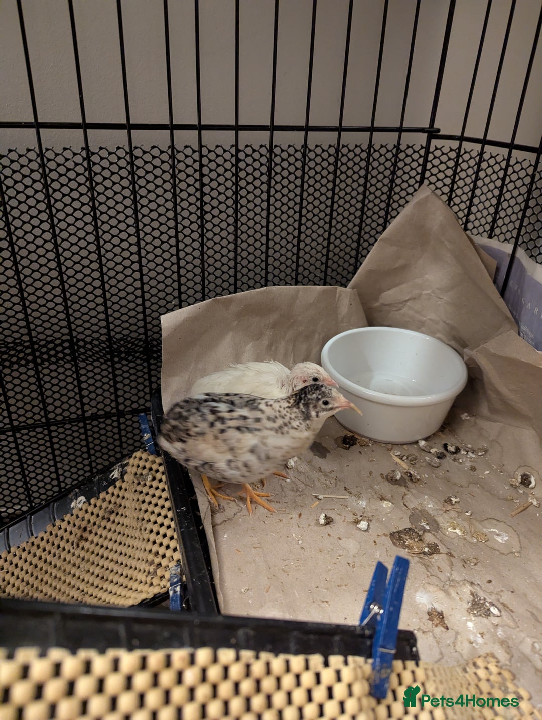 Quail poultry for sale: 7 Chinese Painted Quails (Button Quails) FREE - Image 5