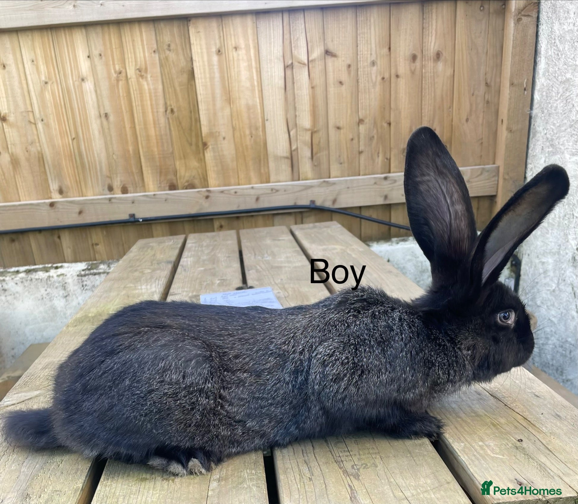 Continental Giant rabbits 🐇 last 2 continental giants 🐇  - Advert 1