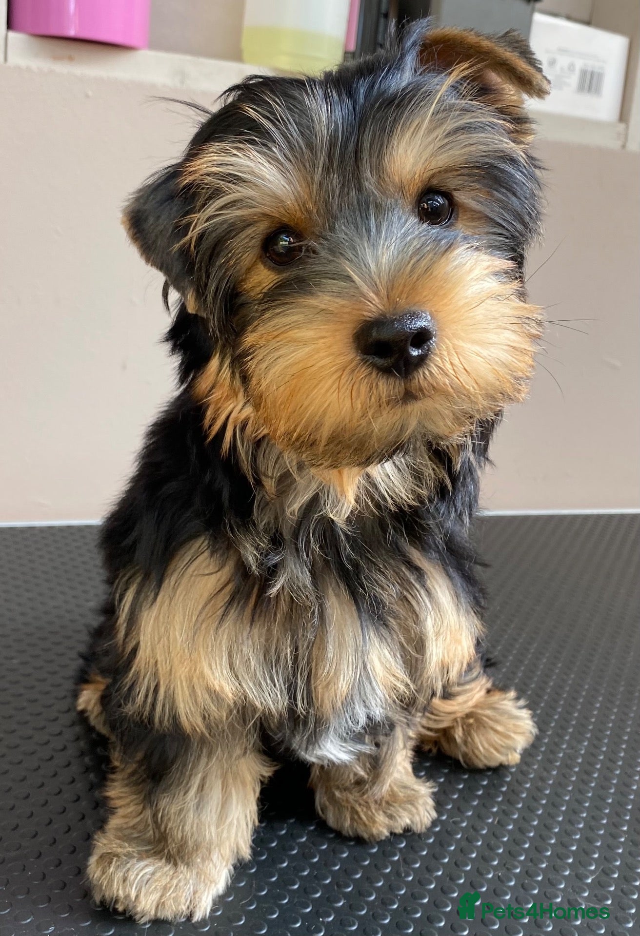 Yorkshire Terrier dogs KC Registered Yorkshire Terrier Puppies  - Advert 21