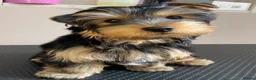 Yorkshire Terrier dogs for sale: KC Registered Yorkshire Terrier Puppies  - Advert 1