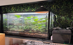 Chameleon reptiles for sale: 2.5yo panther chameleon - Image 3