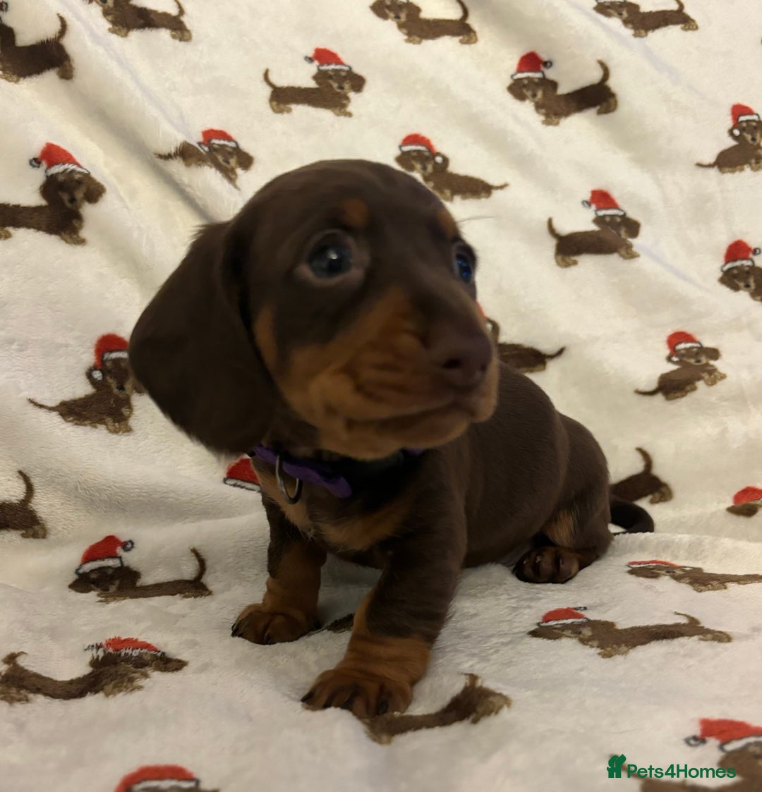 Miniature Dachshund dogs for sale: Last 2 Miniature Dachshund Pups Ready 23rd Dec! - Advert 5
