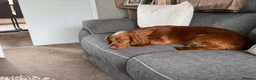 Cocker Spaniel dogs for sale: Cocker spaniel female 1 year old  in Rotherham - Advert 3