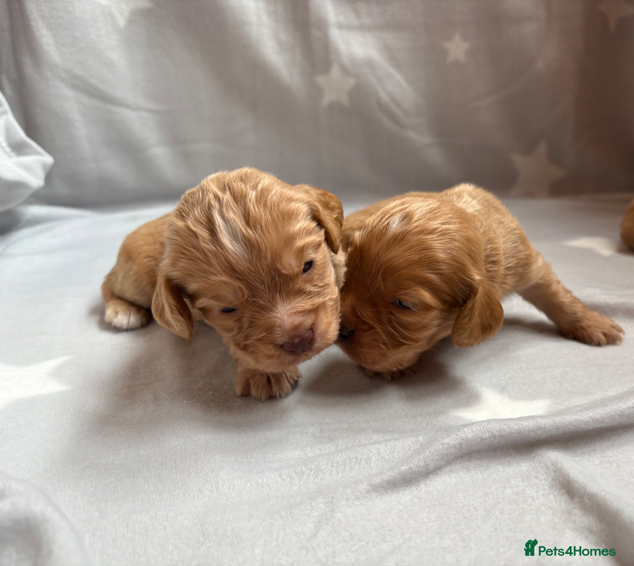 Cocker Spaniel dogs for sale: Stunning Working Cocker spaniels  - Advert 8