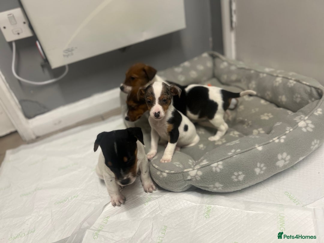 Jack Russell dogs for sale: 5 jack Russel puppies  - Image 12