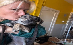 Mixed Breed dogs for adoption: Minnie - Hingham Norfolk  - Advert 10