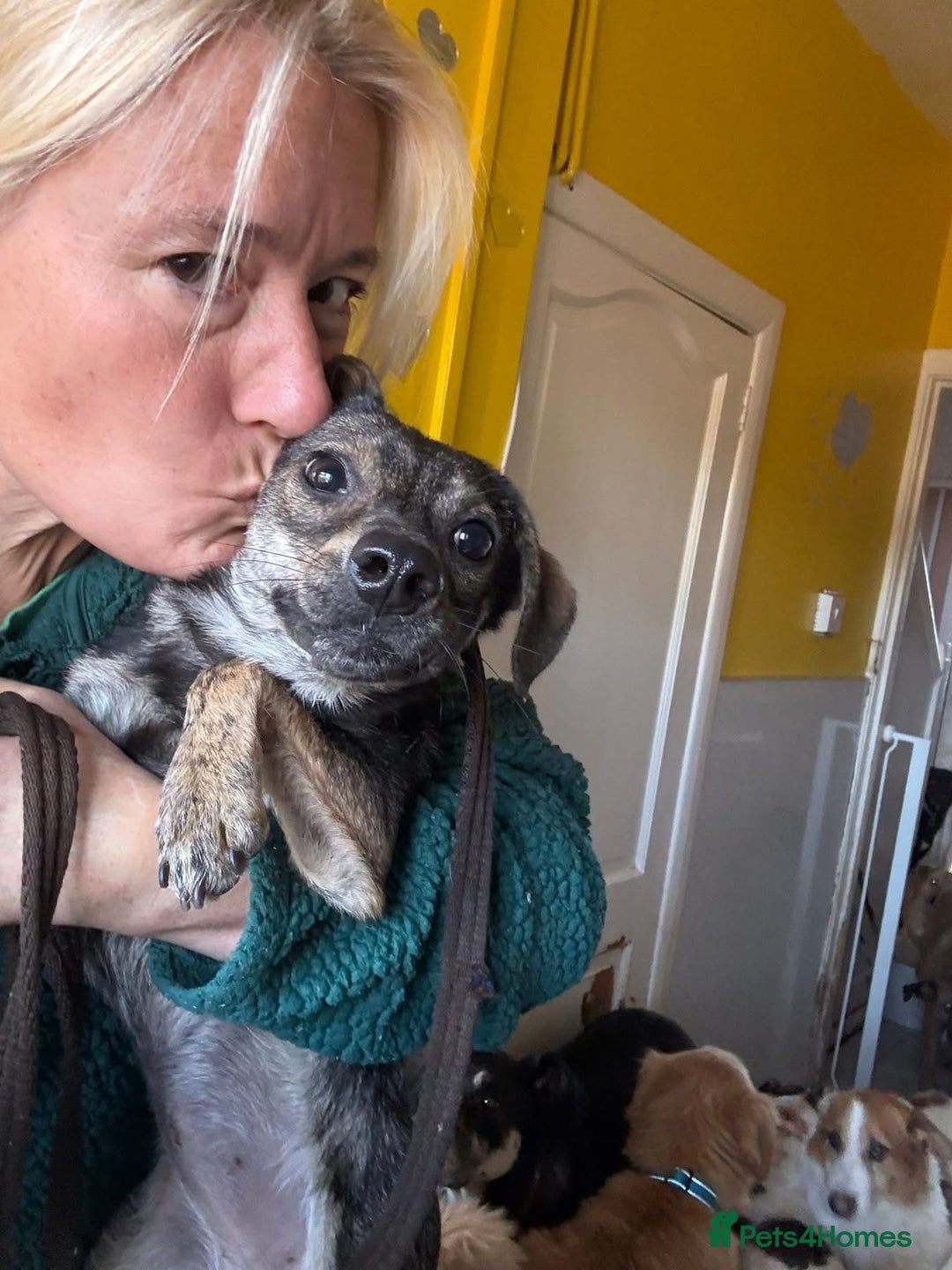 Mixed Breed dogs for adoption: Minnie - Hingham Norfolk  - Advert 10