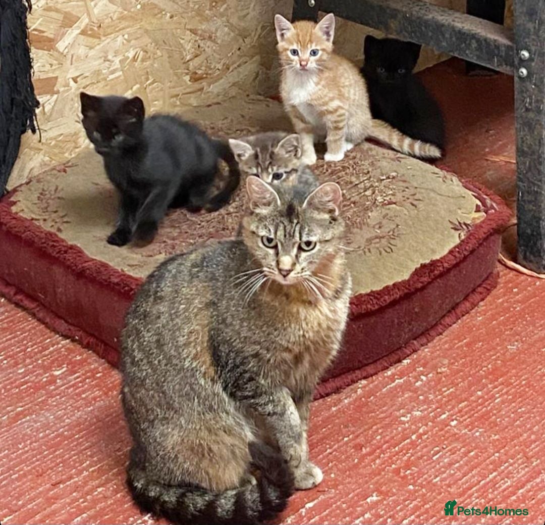 Mixed Breed cats Farm bred kittens available for there new homes - Advert 1