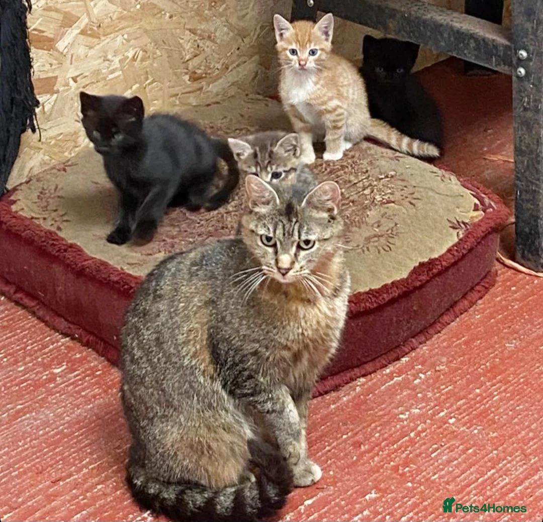 Mixed Breed cats for sale: Farm bred kittens available for there new homes - Advert 1
