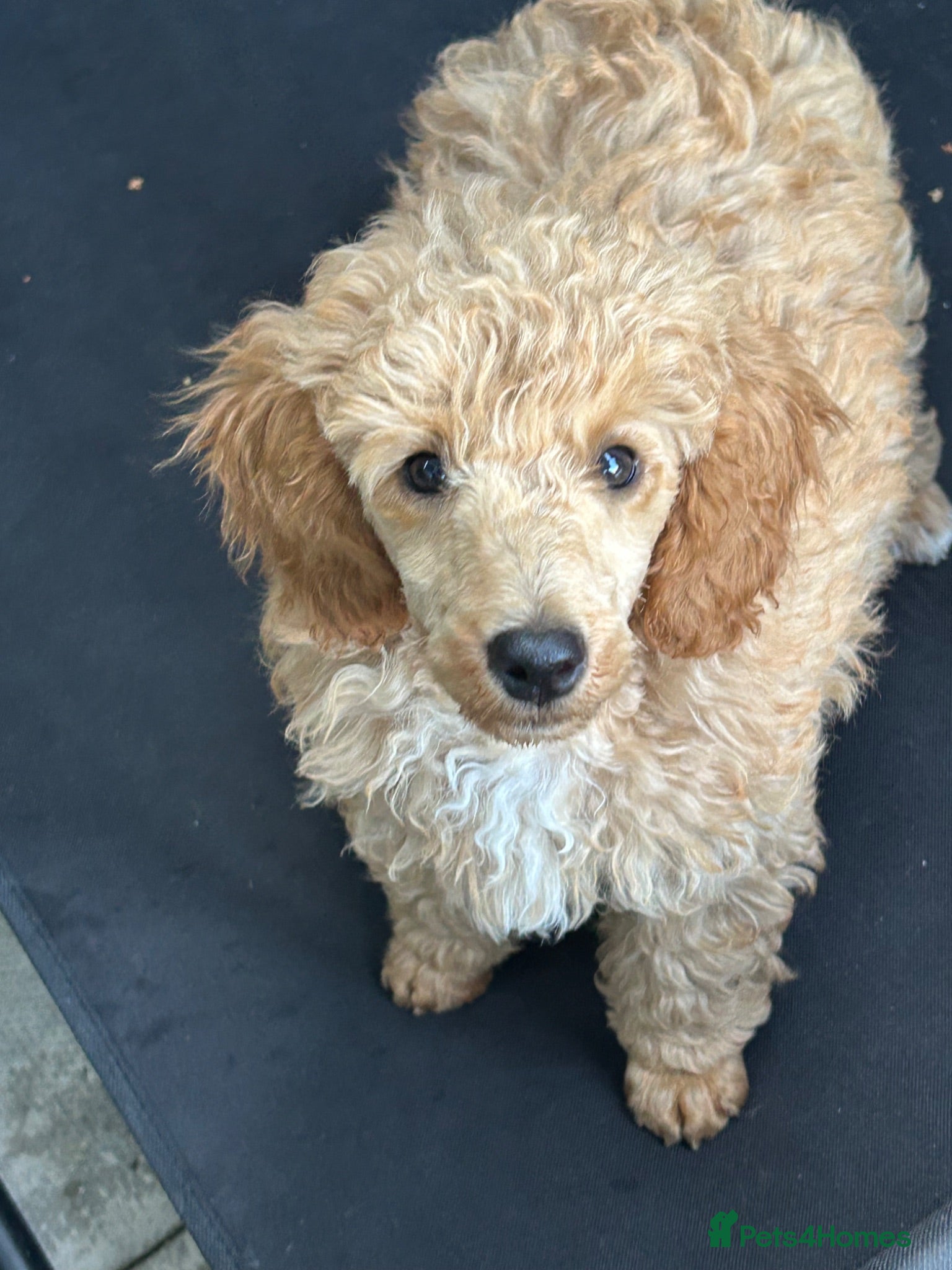 Miniature Poodle dogs KC registered miniature poodles  - Advert 1