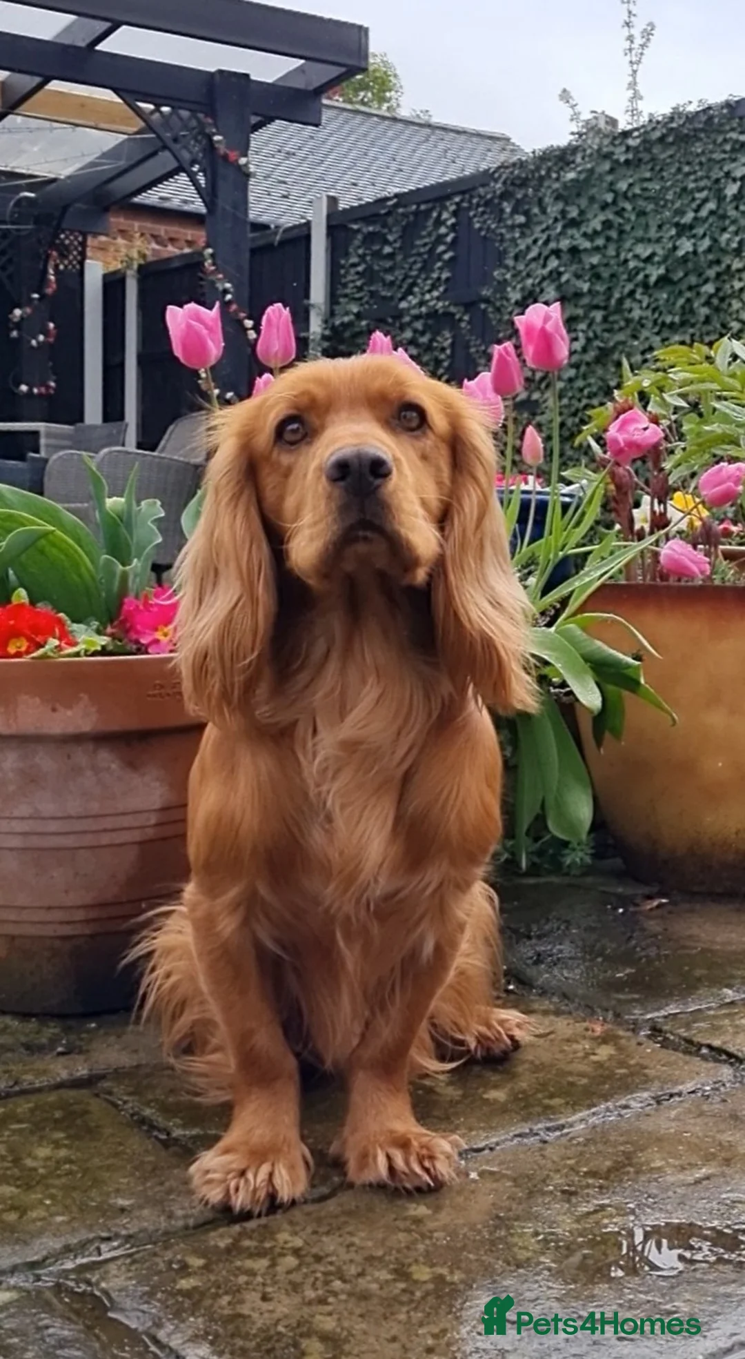 Cocker Spaniel dogs for stud: Red Working Cocker Spaniel KC and Health Tested in Shrewsbury - Advert 4