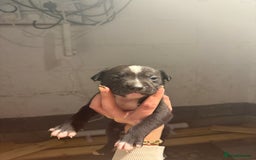 Staffordshire Bull Terrier dogs for sale: Staffordshire bull terrier pups - Image 7