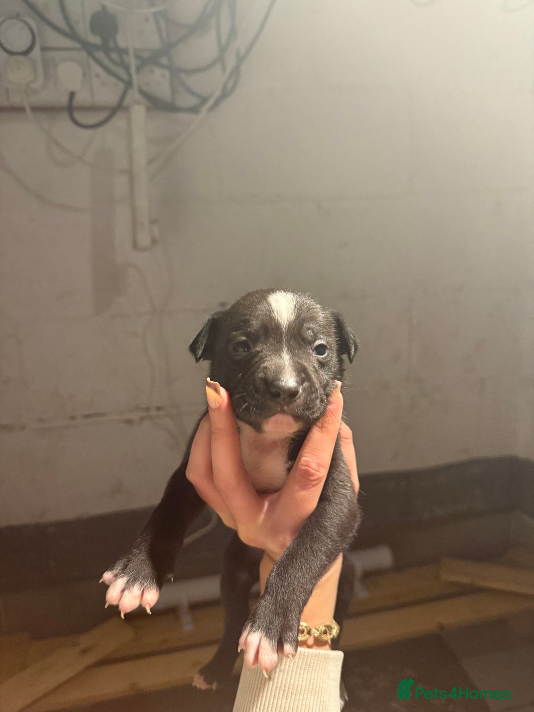 Staffordshire Bull Terrier dogs for sale: Staffordshire bull terrier pups - Image 7