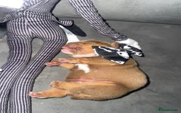 English Bulldog dogs for sale: English bulldog chocolate tri boy with Merle genes - Image 11