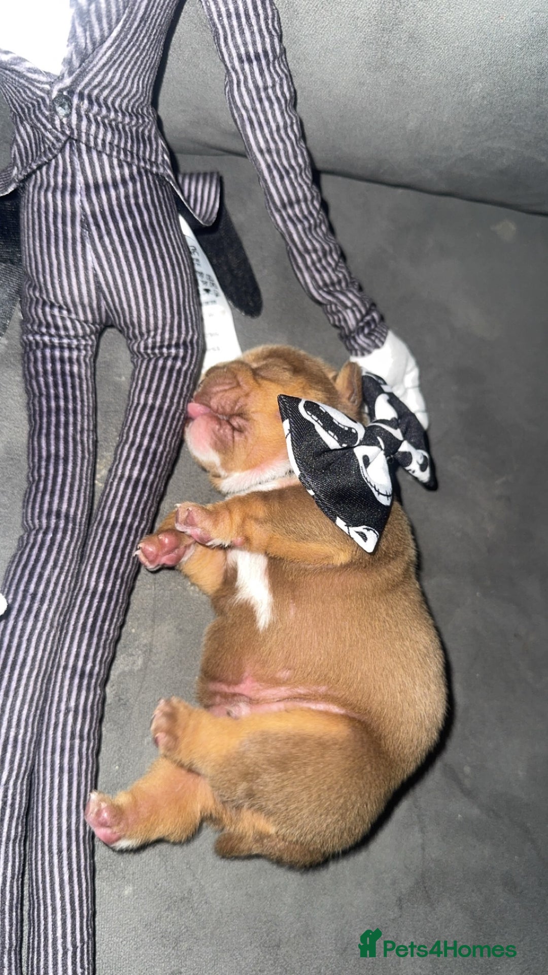 English Bulldog dogs for sale: English bulldog chocolate tri boy with Merle genes - Image 11