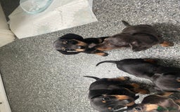 Dachshund dogs for sale: Miniature dachshunds  - Image 10