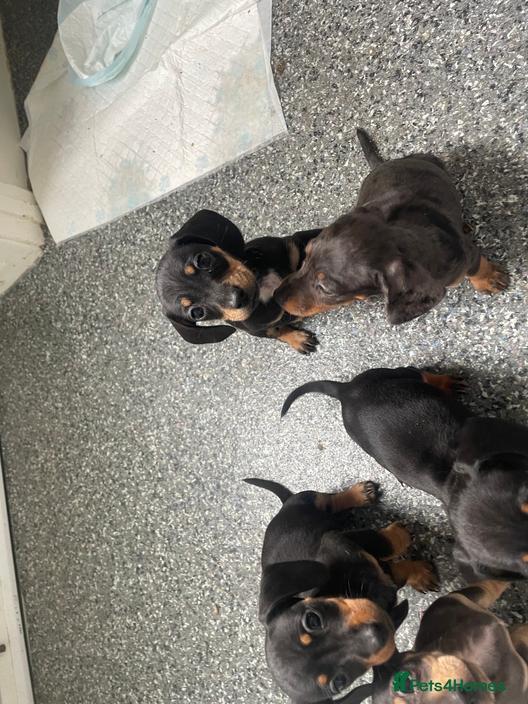 Dachshund dogs for sale: Miniature dachshunds  - Image 10