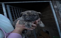Lurcher dogs for sale: Bull lurcher puppies - Image 11