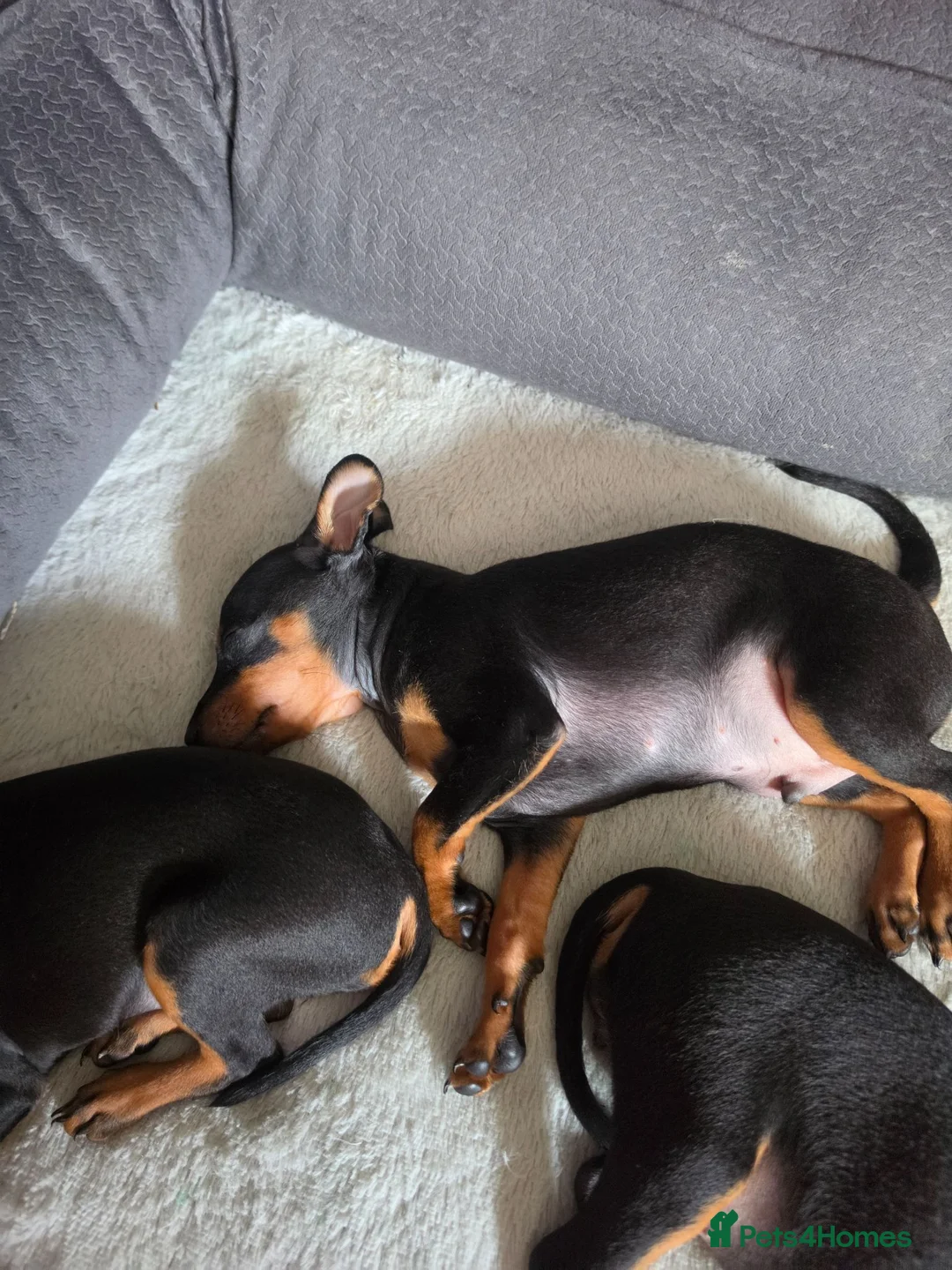 Mixed Breed dogs for sale: Miniature Pinscher Puppies For Sale - Advert 1