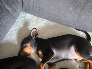 Mixed Breed dogs Miniature Pinscher Puppies For Sale - Advert 3
