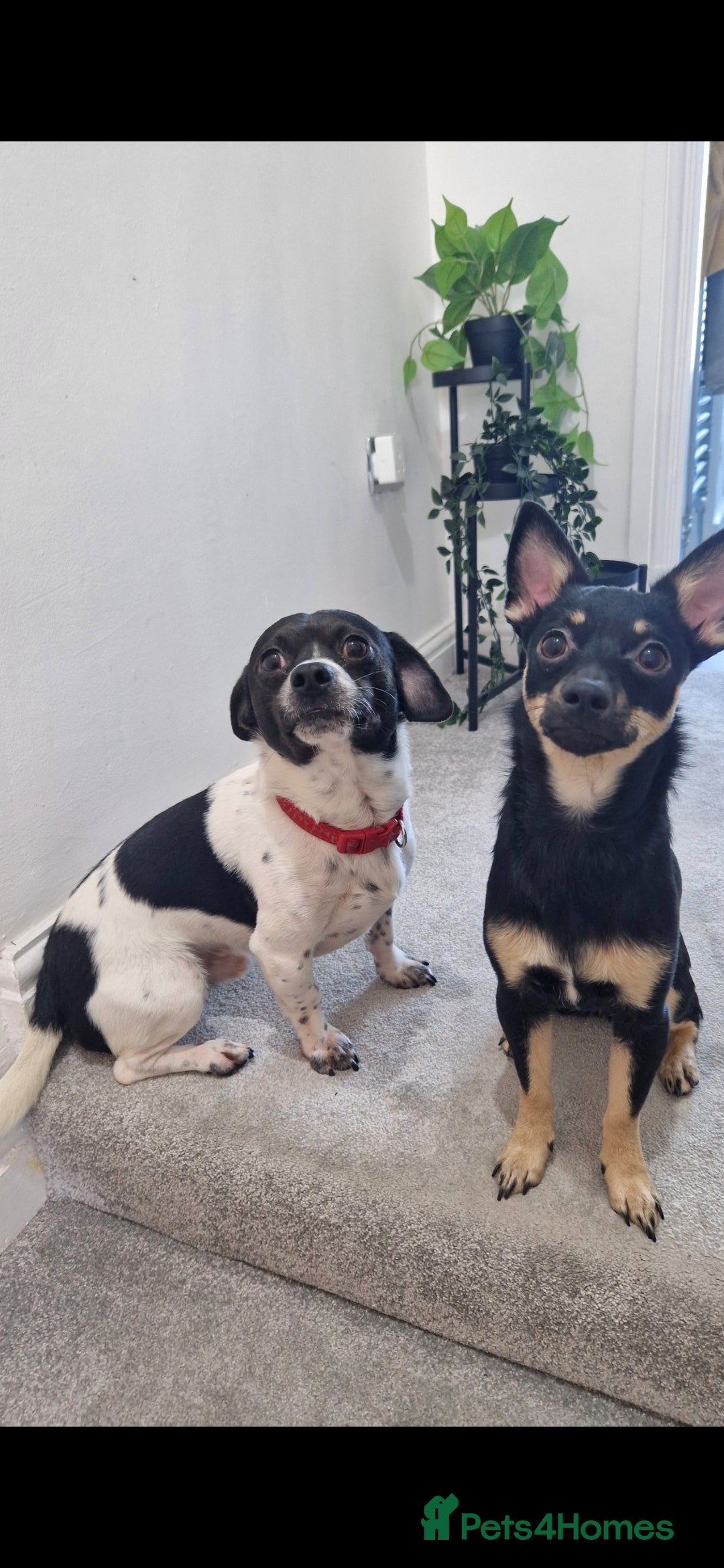 Jack Chi dogs for sale: JACK CHI PUPPIES  - Advert 3