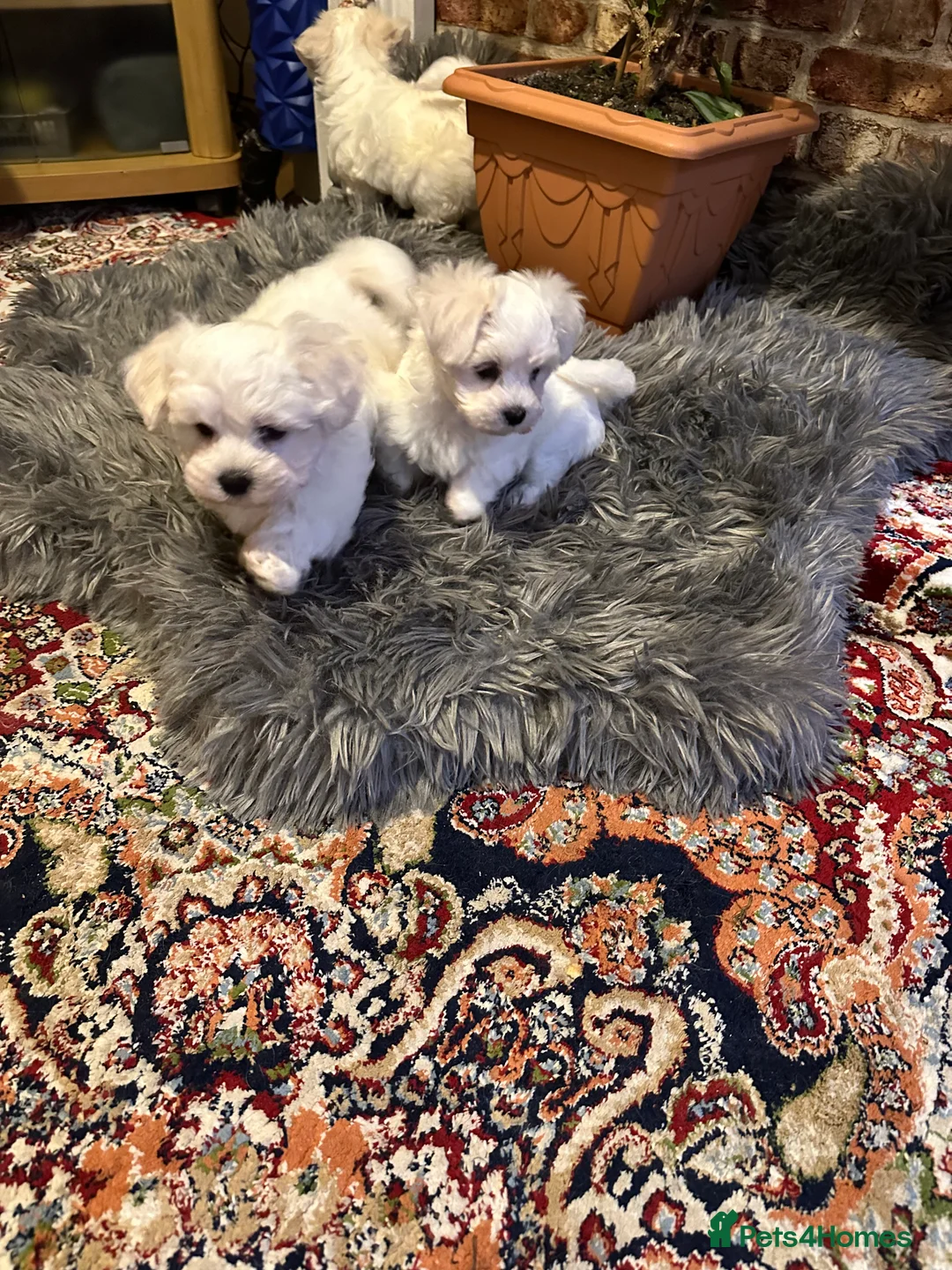 Maltese dogs for sale: Bichon Maltese  in London - Advert 4