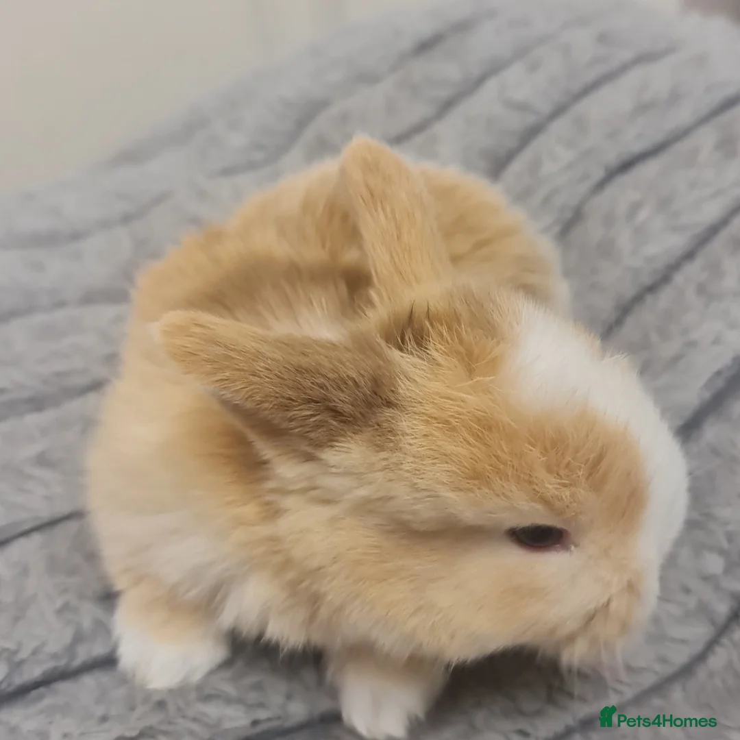 Mini Lion Lop rabbits for sale: Very sweet pure bread mini lop baby's  - Advert 1