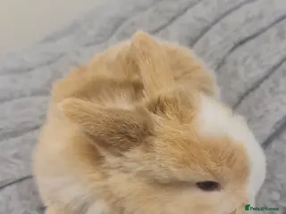 Mini Lion Lop rabbits Very sweet pure bread mini lop baby's - Advert 4