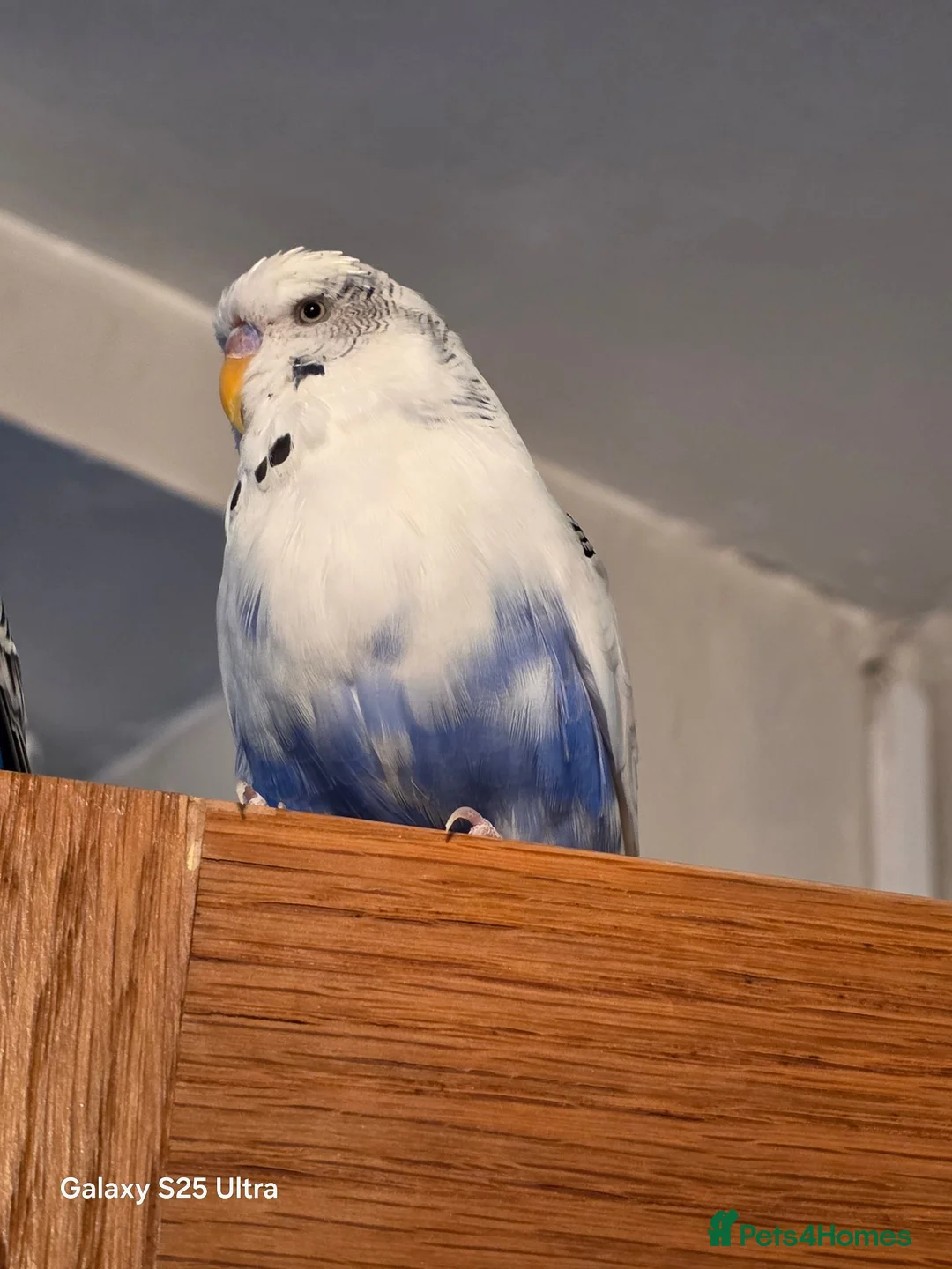 Budgerigars birds for sale: Female budgie for sale  in Manchester - Advert 6