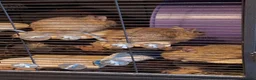Degus rodents for sale: Trio of Sandy Female Degus - Advert 8