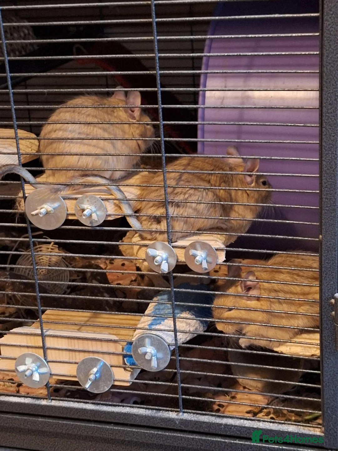 Degus rodents for sale: Trio of Sandy Female Degus - Advert 8