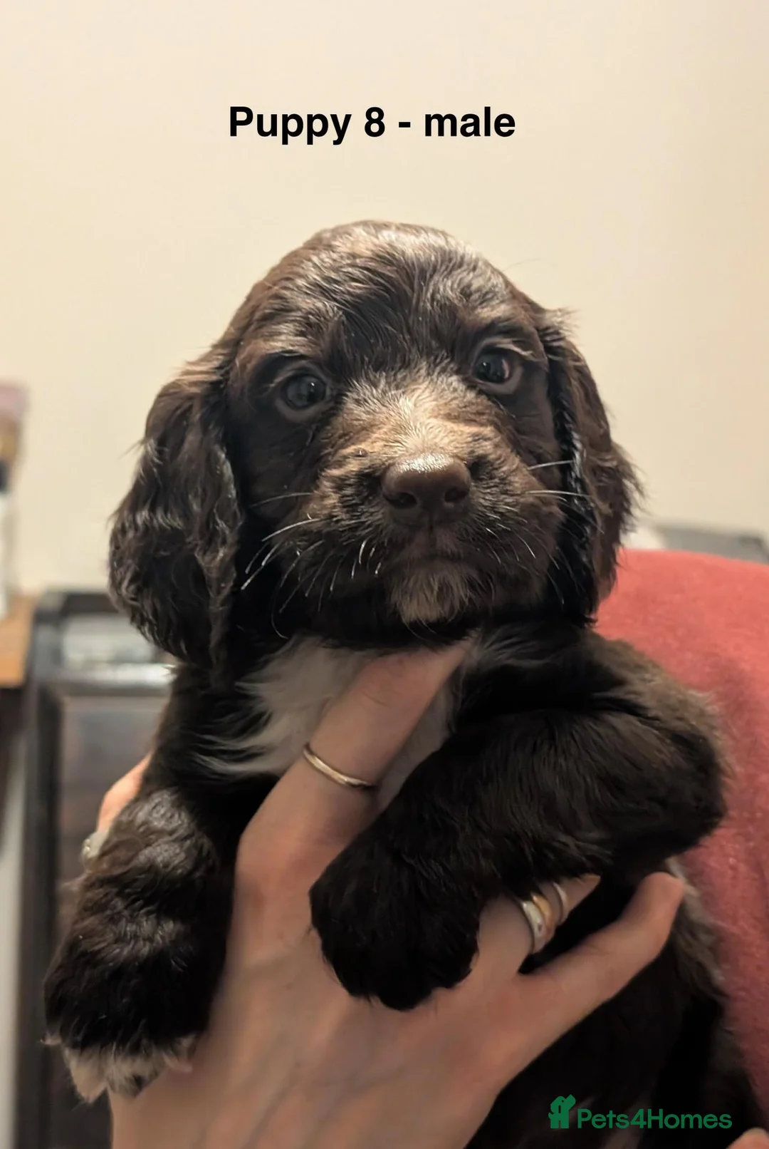 Cocker Spaniel dogs for sale: 9 Cocker Spaniel Puppies for sale in Reading - Advert 17