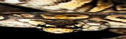 Snake reptiles for sale: Ball python  in Walsall - Advert 4