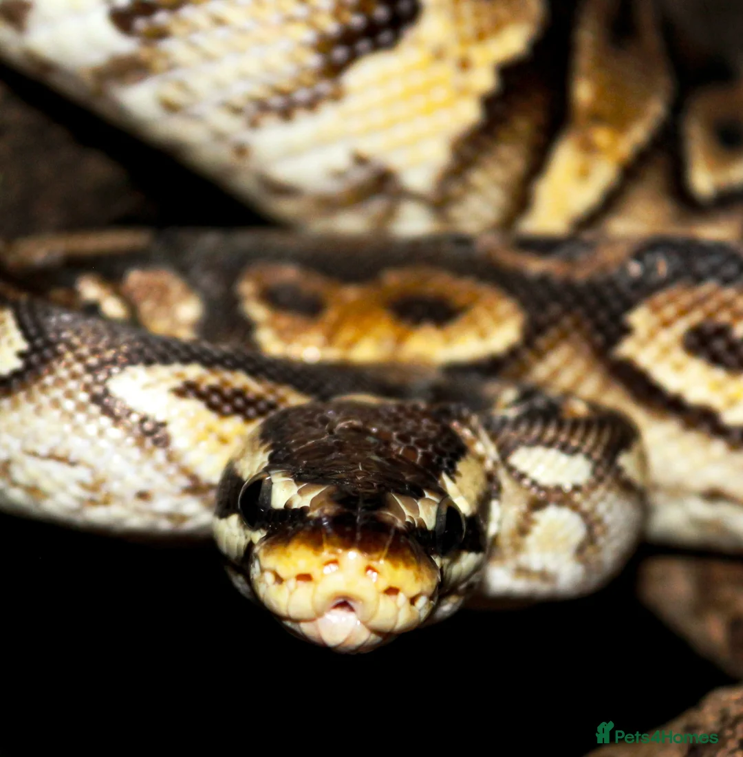Snake reptiles for sale: Ball python  in Walsall - Advert 4