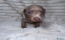 Miniature Dachshund dogs for sale: kc miniature dachshunds  - Image 7