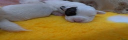 Sealyham Terrier dogs for sale: Sealyham Terrier Puppies  - Advert 2
