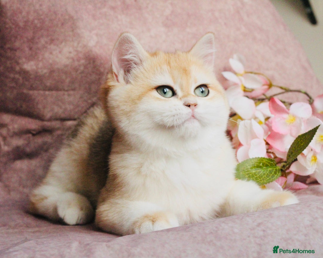 British Shorthair cats for sale: Gorgeous BSH Golden Chinchilla ny12 - Advert 6