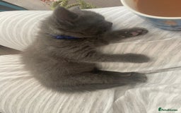 Ragdoll cats for sale: Cuddly & Sweet Ragdolls - Image 20