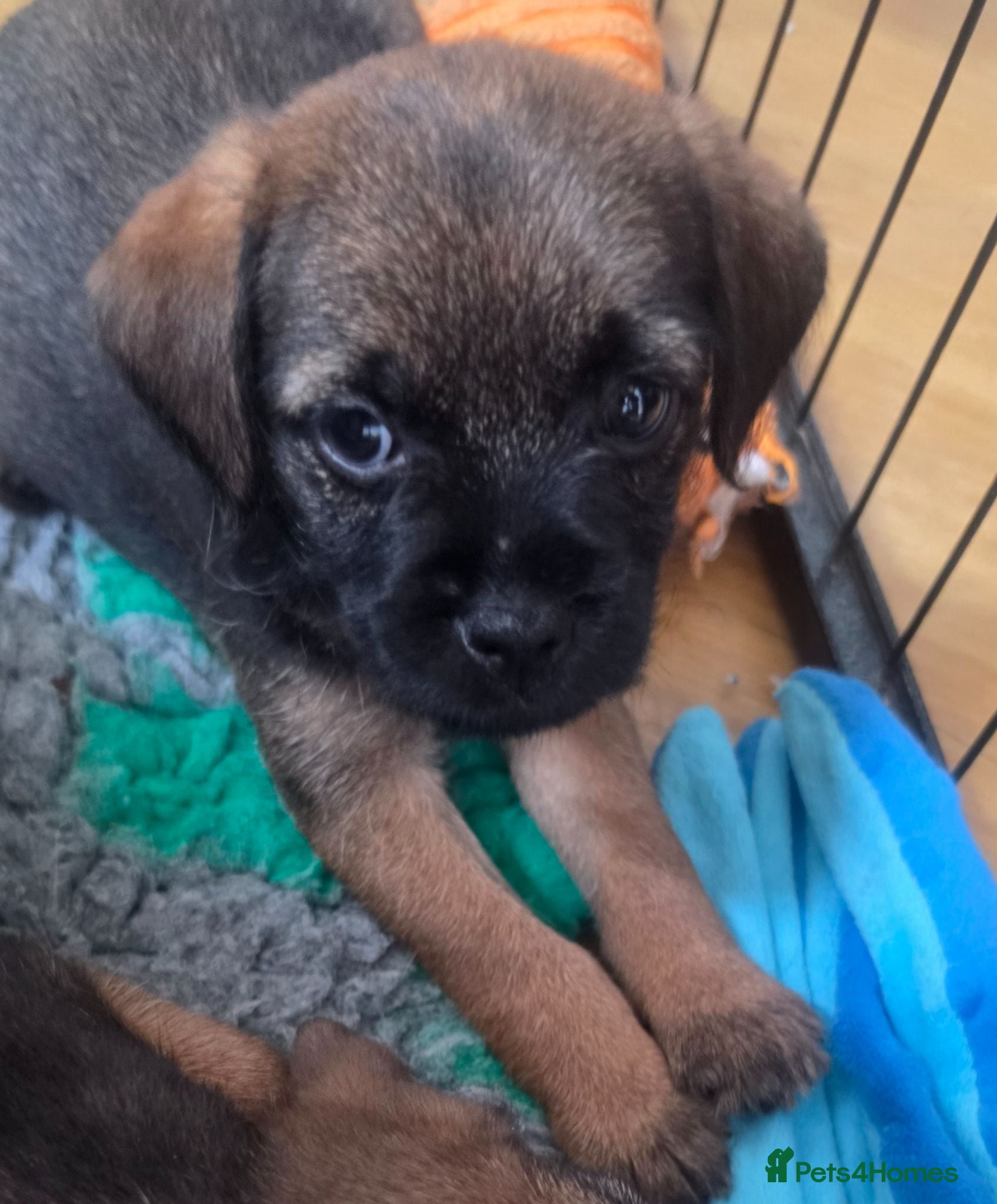 Border Terrier dogs Superb quality border terriers - Advert 1