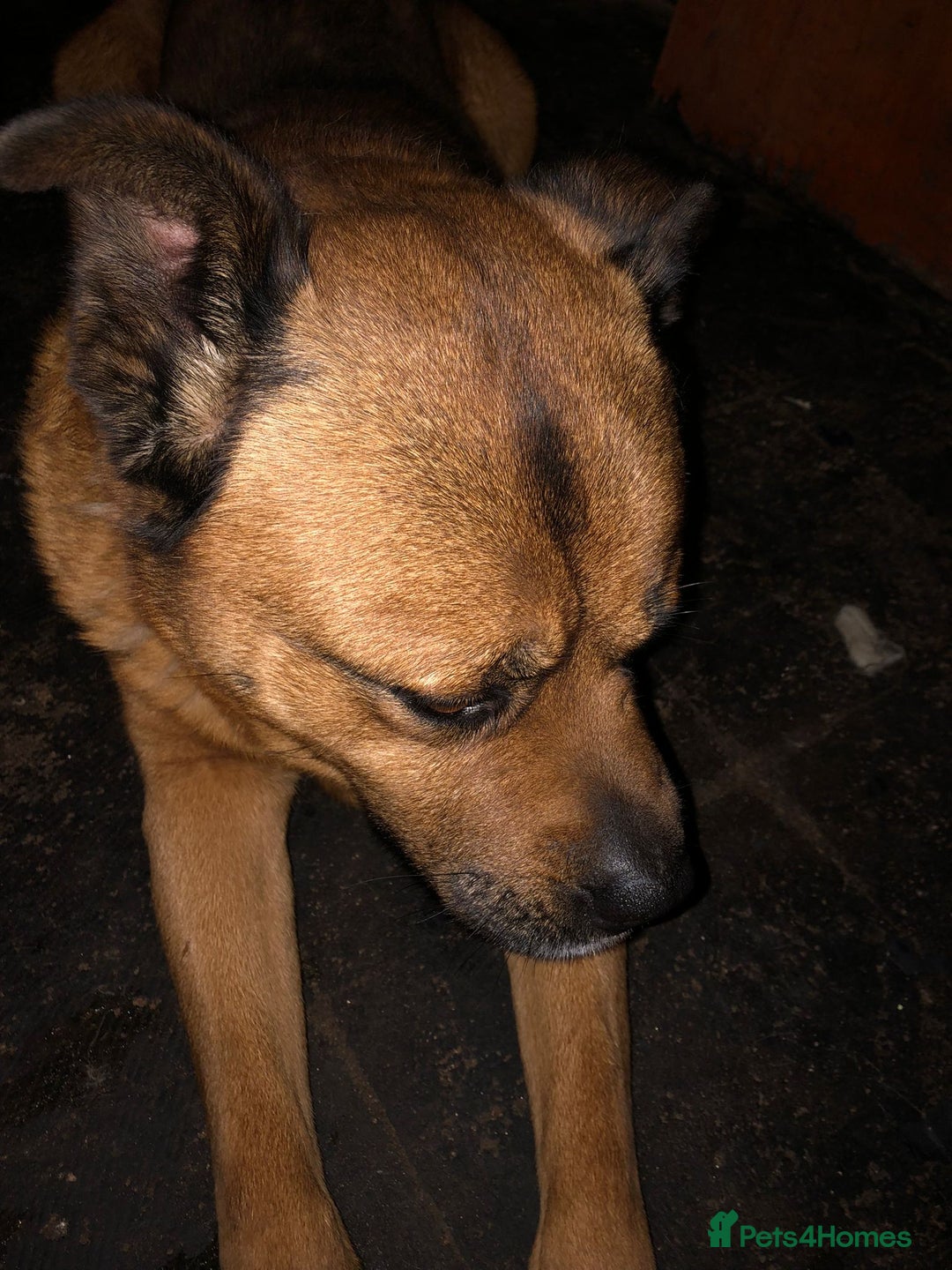 Mixed Breed dogs for sale: cyrus - Advert 3