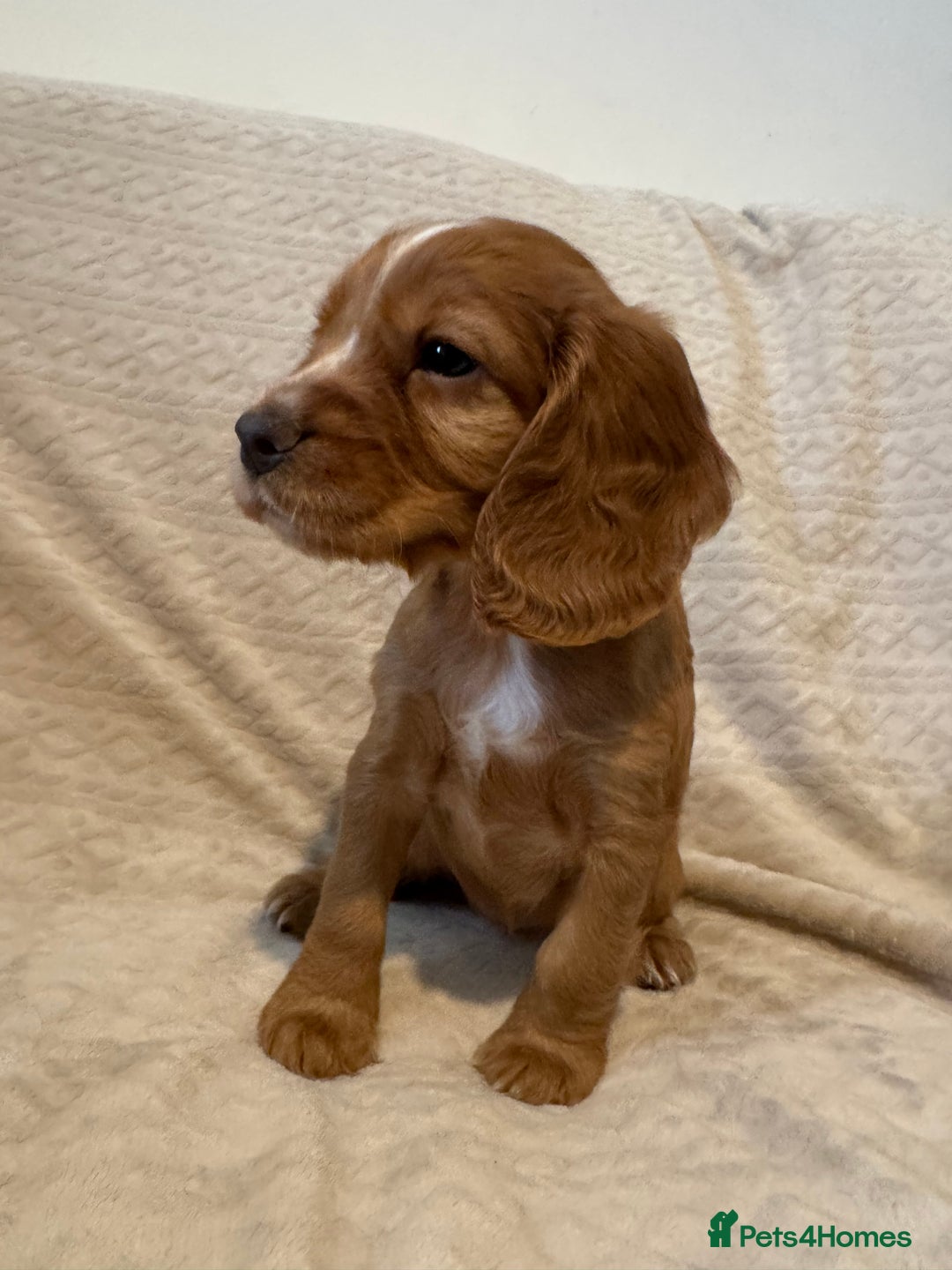 Cocker Spaniel dogs for sale: Last red girl left ready to leave now - Advert 3