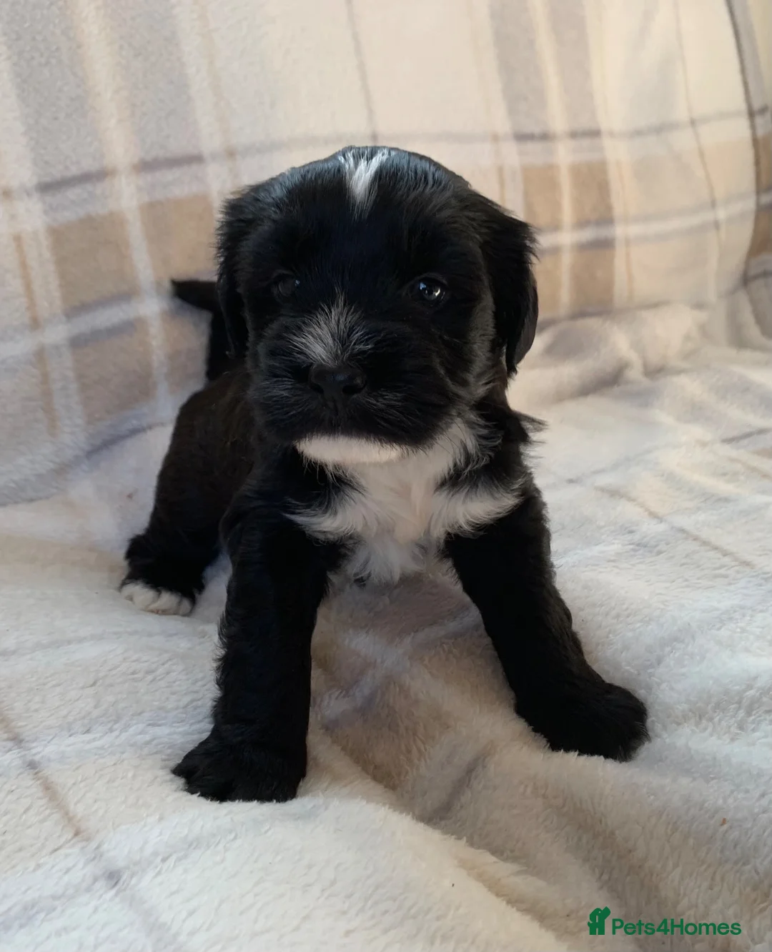 Tibetan Terrier dogs for sale: Registered Tibetan Terrier puppies - Advert 4