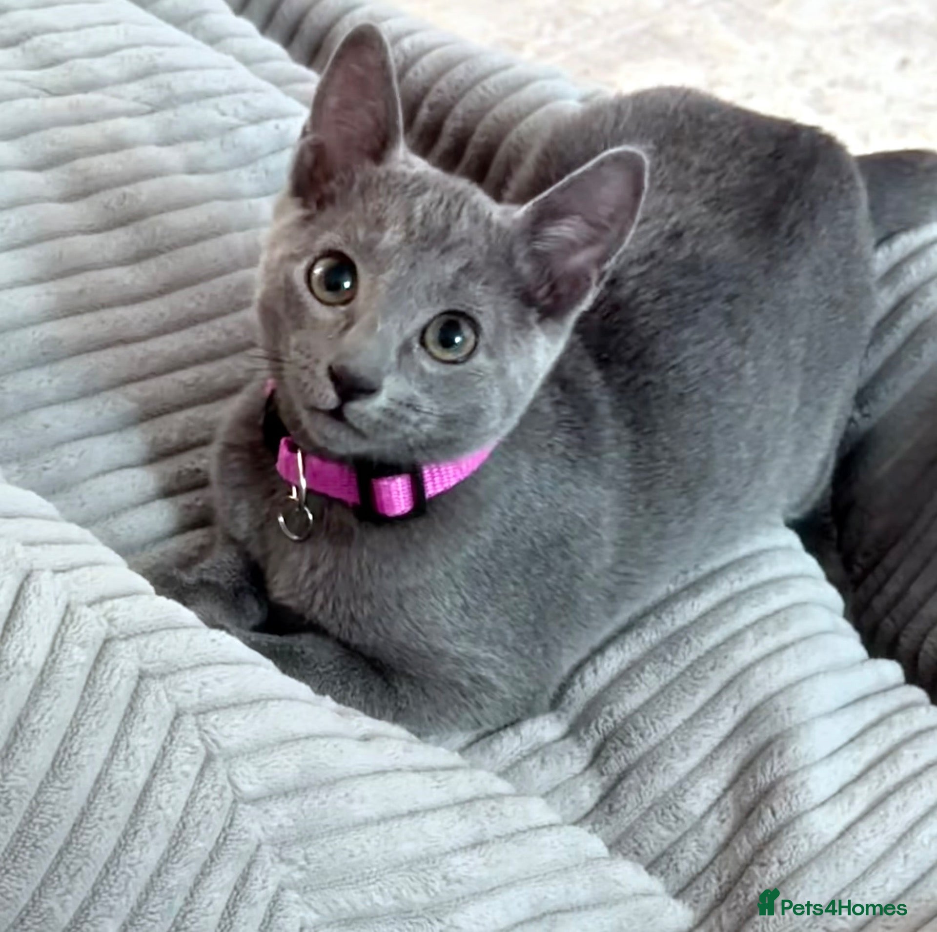 Russian Blue cats for sale: 🩵GCCF Registered Russian Blue kittens 🩵 - Advert 1