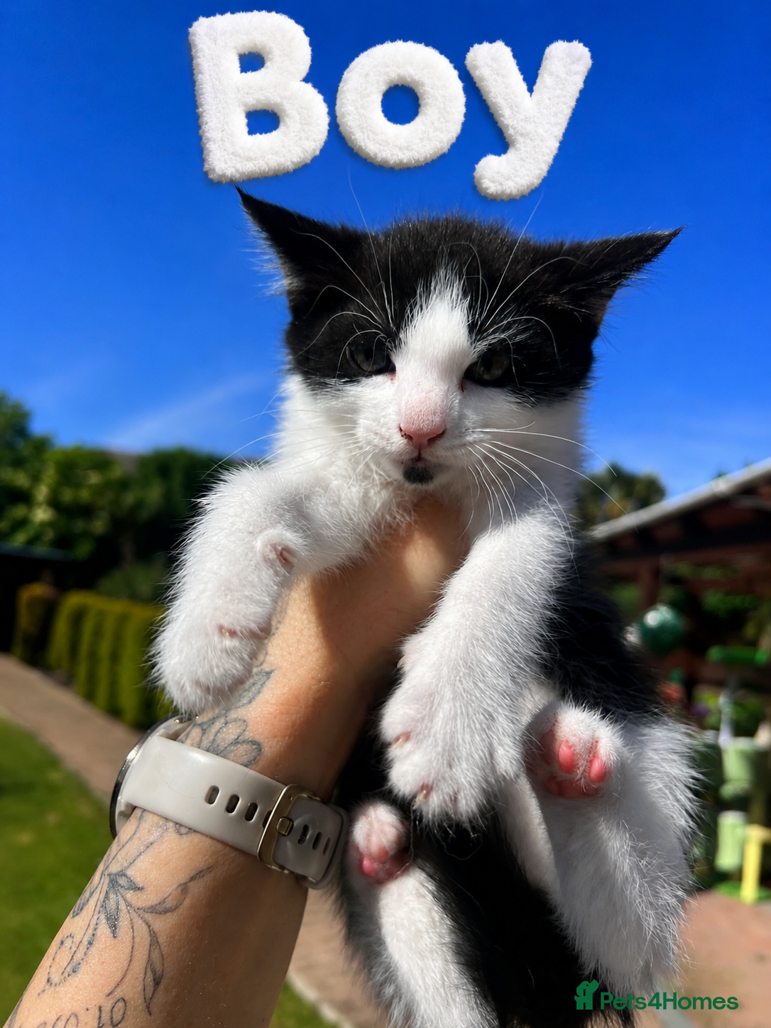 Mixed Breed cats Mix Cats - Advert 9