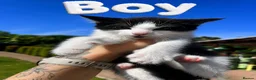 Mixed Breed cats for sale: Mix Cats - Advert 1