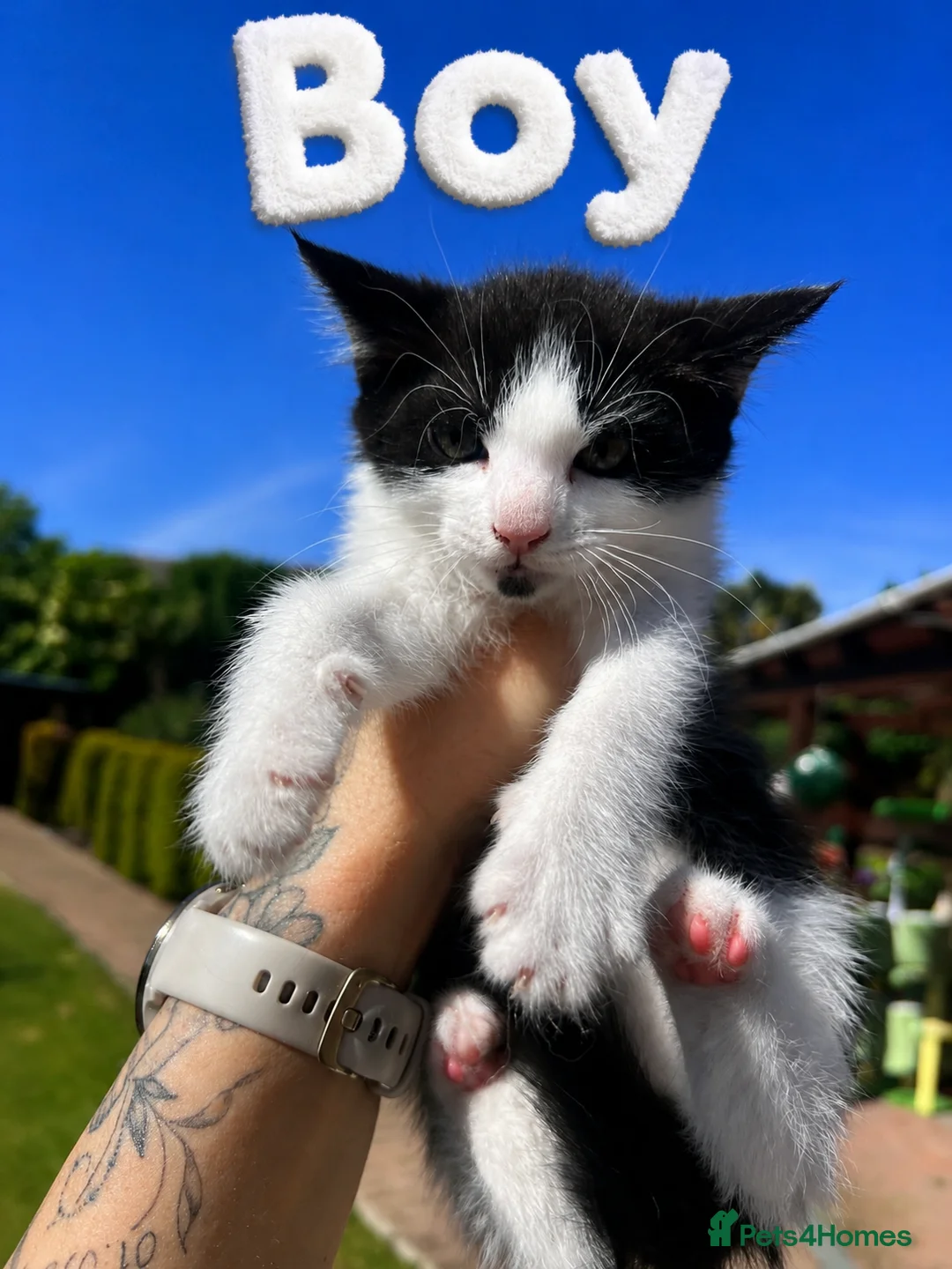 Mixed Breed cats for sale: Mix Cats - Advert 1