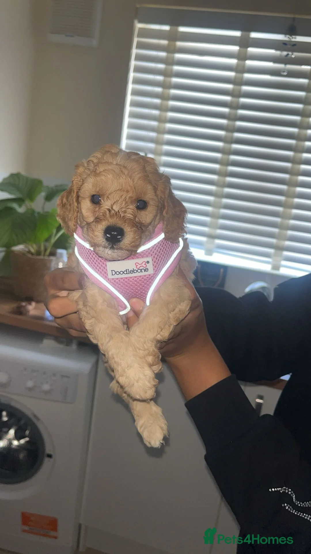 Miniature Poodle dogs for sale: Minature poodle puppy  - Advert 5